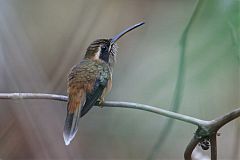 Stripe-throated Hermit